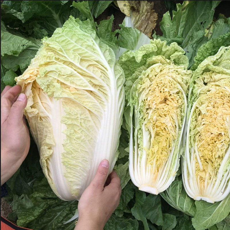 吉红308秋播大白菜种子冬储橘红心白菜种子抗病耐寒