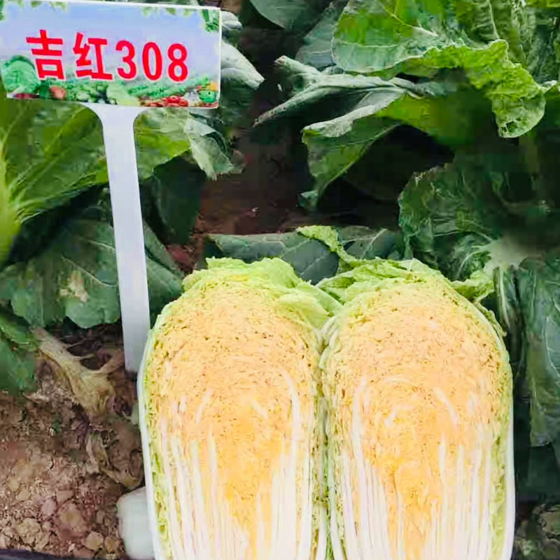 吉红308秋播大白菜种子冬储橘红心白菜种子抗病耐寒