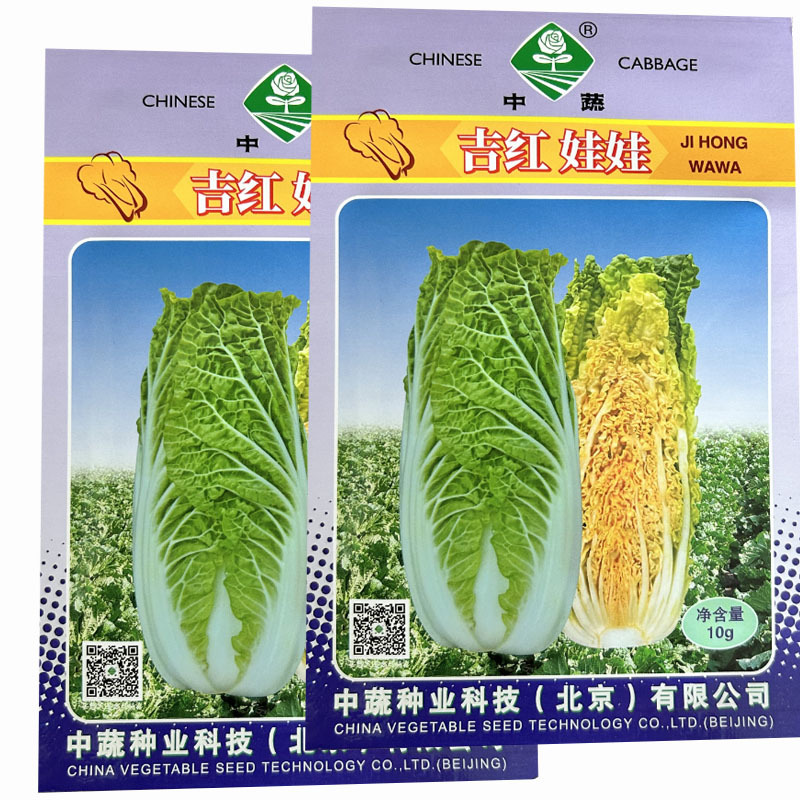 吉红娃娃菜种子小白菜橘红心秋季白菜耐寒大田基地