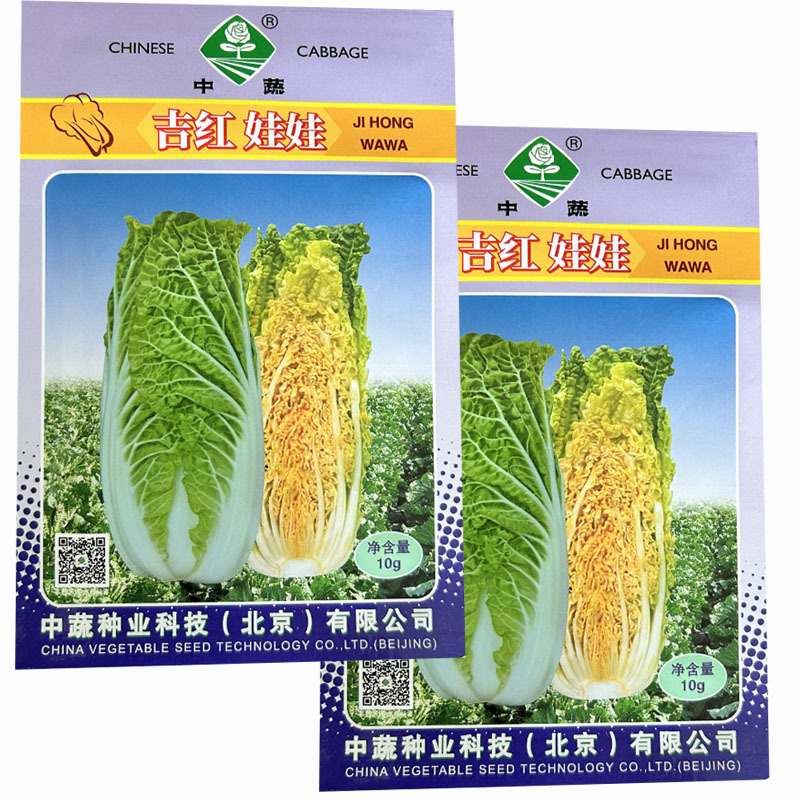 吉红娃娃菜种子小白菜橘红心秋季白菜耐寒大田基地