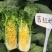 吉红娃娃菜种子小白菜橘红心秋季白菜耐寒大田基地