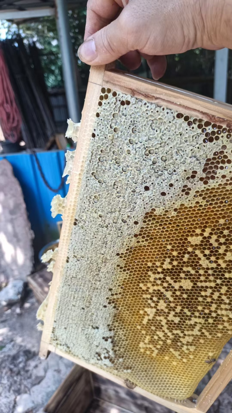一手货源龙眼花蜜对接全国市场，香甜可口，欢迎对接正在热卖