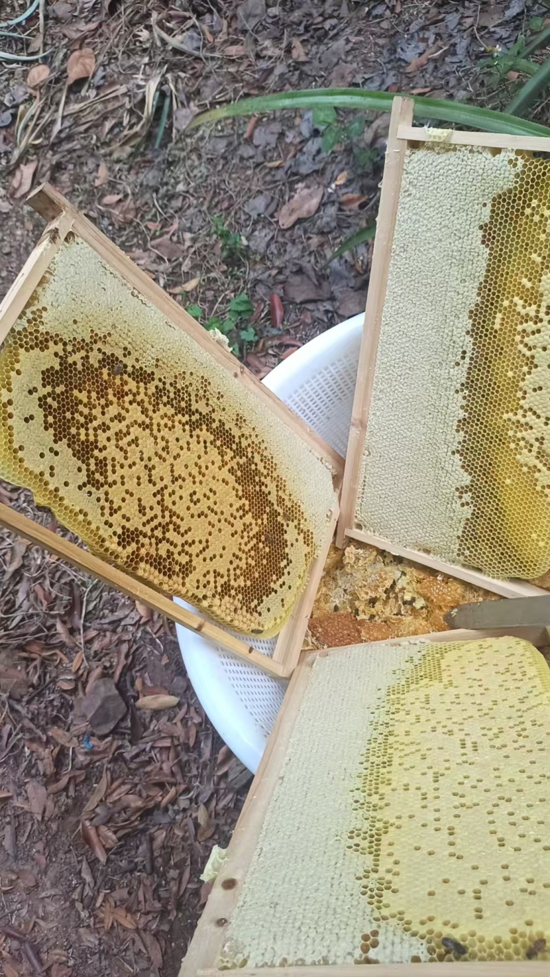 一手货源龙眼花蜜对接全国市场，香甜可口，欢迎对接正在热卖