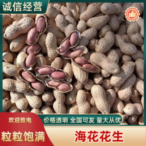 【花生】海花花生手选花生果对接全国量大从优欢迎咨询