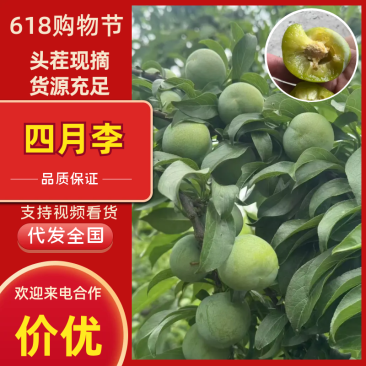 【四川李子】四月李四月脆李基地直发供应全国市场电商