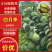 【四川李子】四月李四月脆李基地直发供应全国市场电商