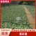 品种全,观赏菊花苗九月菊苗用于园林绿化花海规模化全国发货