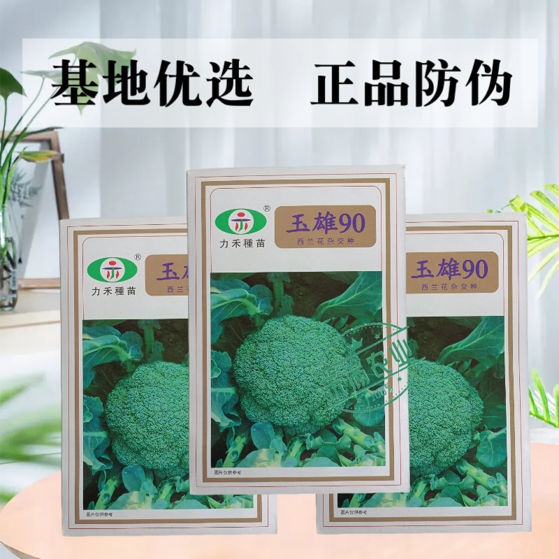 【力禾种苗】玉雄90西兰花种子中晚熟绿菜花基地优选西兰