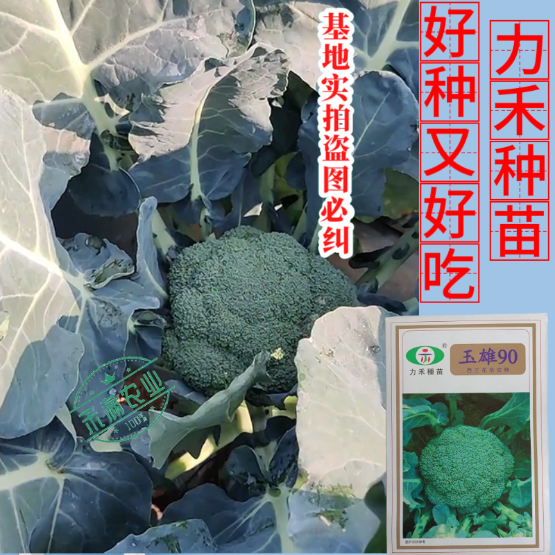 【力禾种苗】玉雄90西兰花种子中晚熟绿菜花基地优选西兰