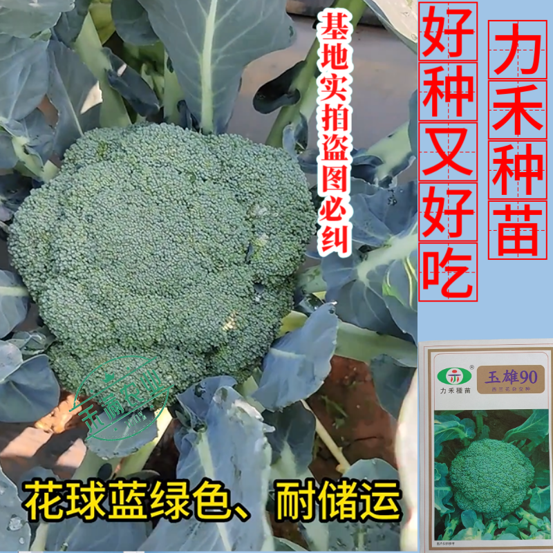 【力禾种苗】玉雄90西兰花种子中晚熟绿菜花基地优选西兰