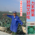 【力禾种苗】玉雄90西兰花种子中晚熟绿菜花基地优选西兰