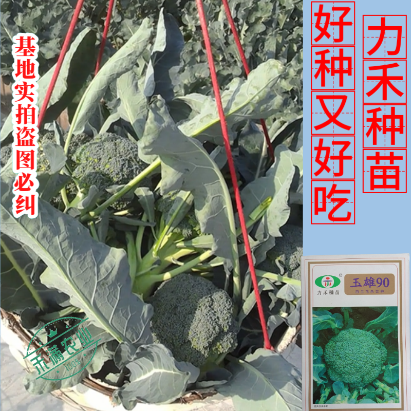 【力禾种苗】玉雄90西兰花种子中晚熟绿菜花基地优选西兰