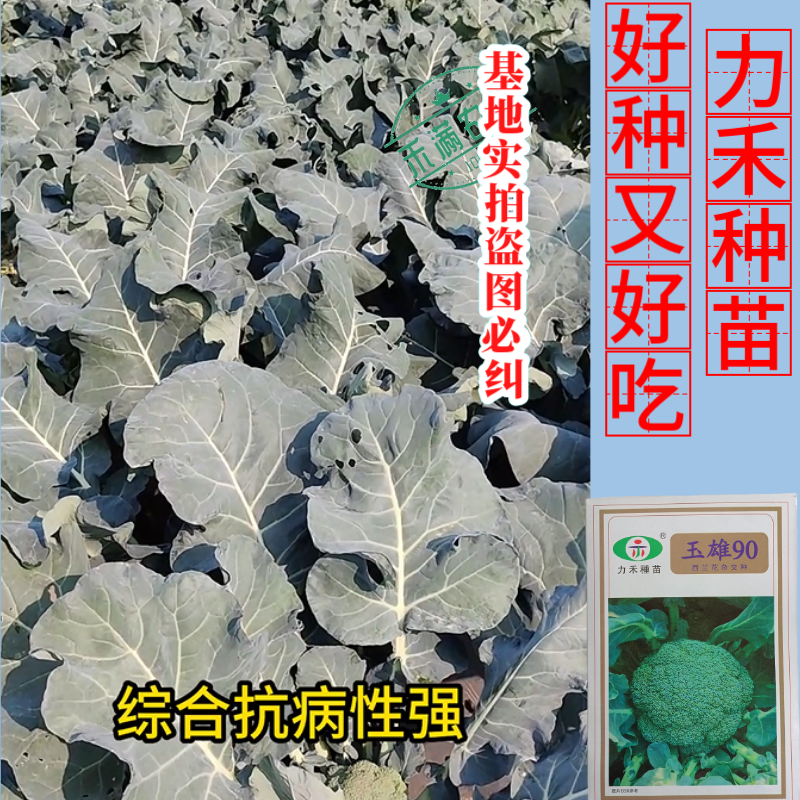 【力禾种苗】玉雄90西兰花种子中晚熟绿菜花基地优选西兰
