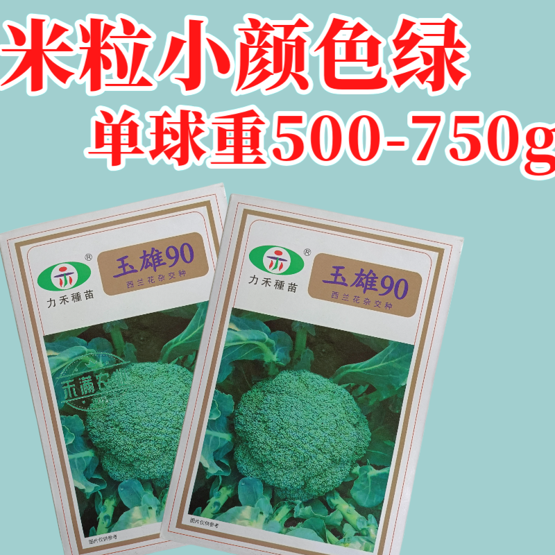 【力禾种苗】玉雄90西兰花种子中晚熟绿菜花基地优选西兰
