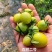 【精品推荐】寿光清甜2号小番茄量大对接批发商电商代发