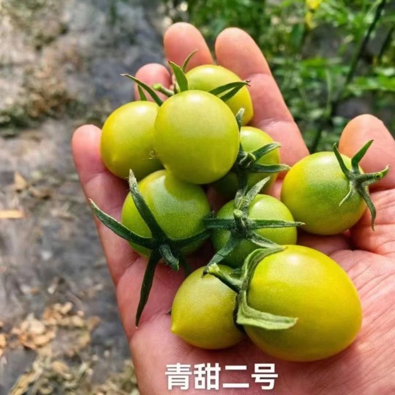 【精品推荐】寿光清甜2号小番茄量大对接批发商电商代发
