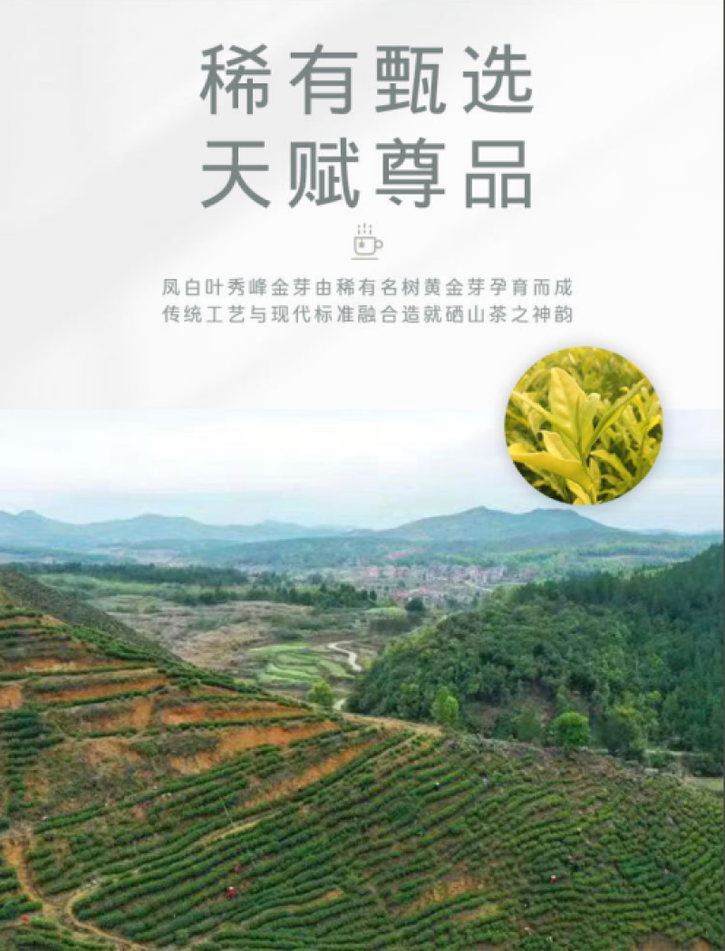 湖南省新田县凤白叶硒茶【秀峰金芽】绿茶精美硬盒礼品款
