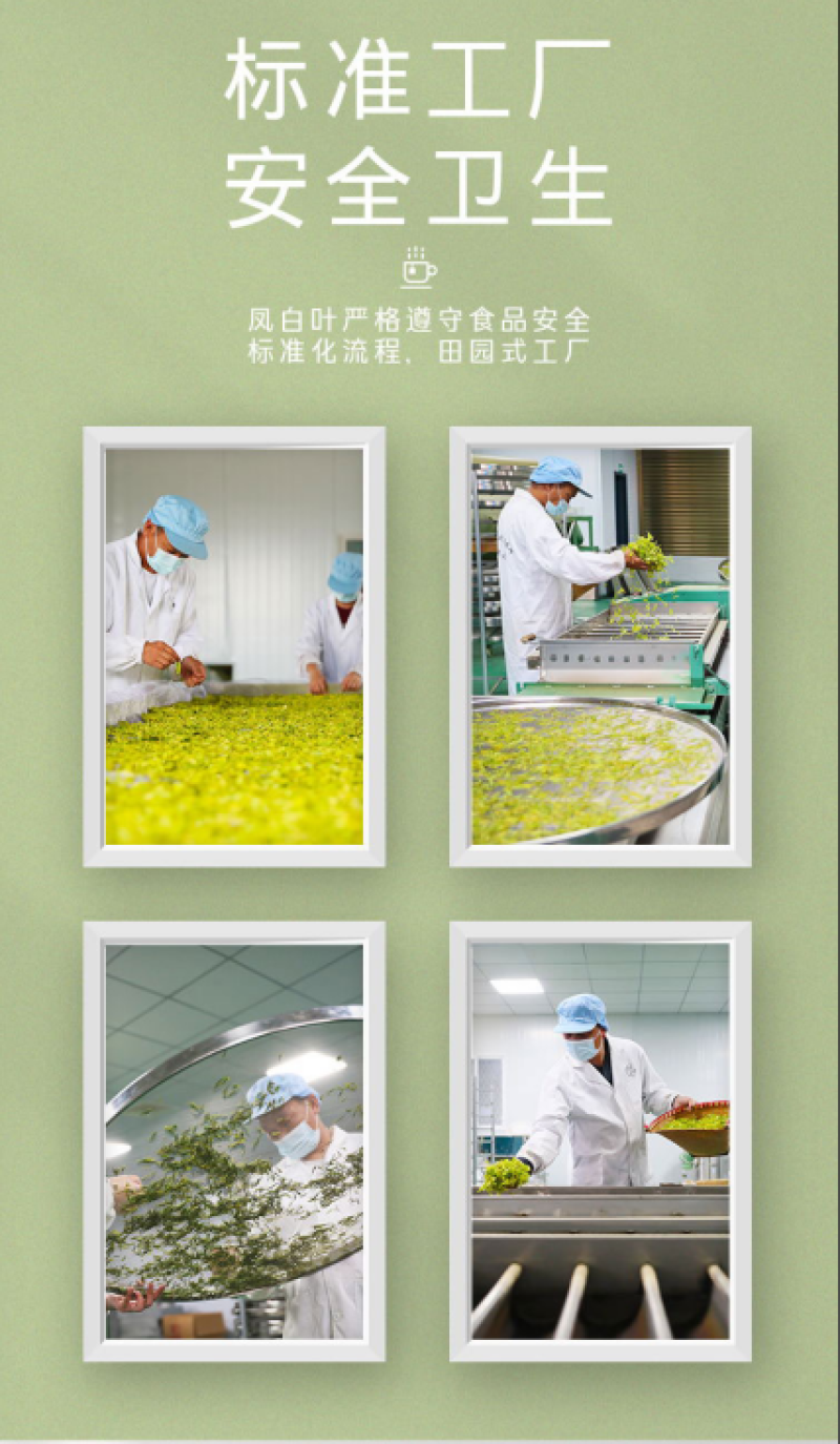 湖南省新田县凤白叶硒茶【秀峰金芽】绿茶精美硬盒礼品款