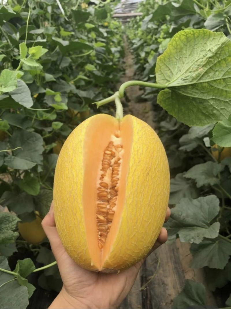黄金蜜瓜，风金6号哈密瓜金色年华哈密瓜拍拍金大量有货