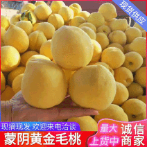 《一件代发》蒙阴黄毛桃/产地大量现货供应/现摘现发/全国发货
