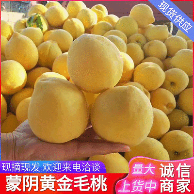 《一件代发》蒙阴黄毛桃/产地大量现货供应/现摘现发/全国发货