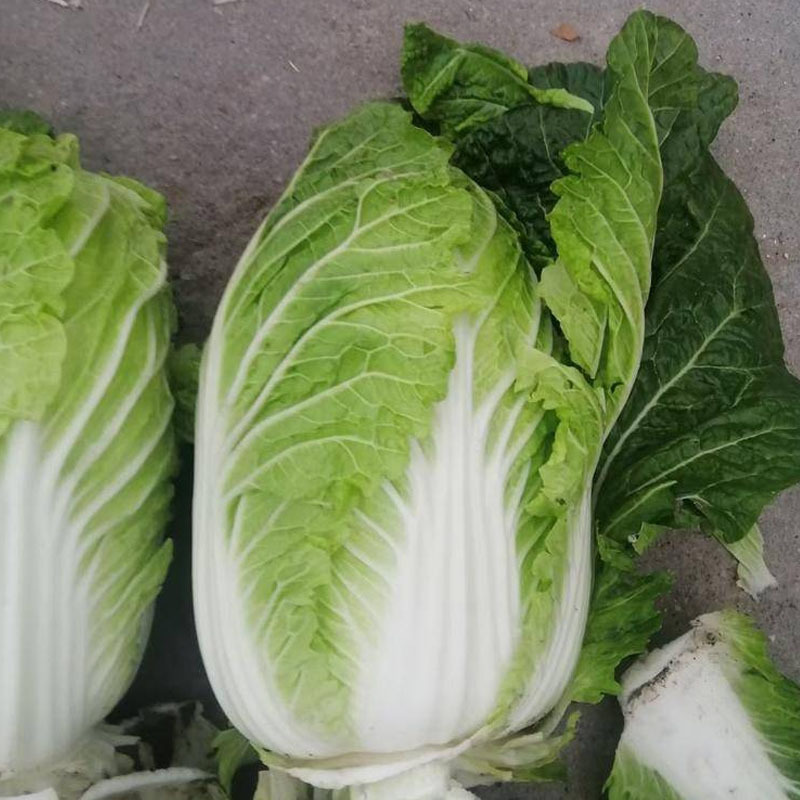 小义和秋大白菜种子10g冬秋种孑北方秋季冬储胶州大白菜