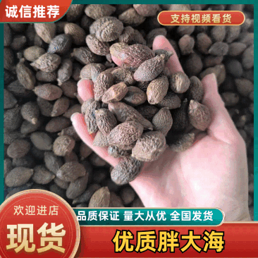 精品安徽中药材胖大海，优质胖大海，质量保证，服务周到