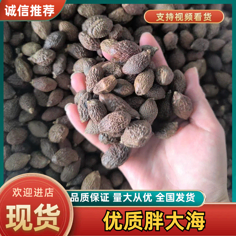 精品安徽中药材胖大海，优质胖大海，质量保证，服务周到