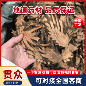 贯众中药材贯众优选选货常年加工批发价格