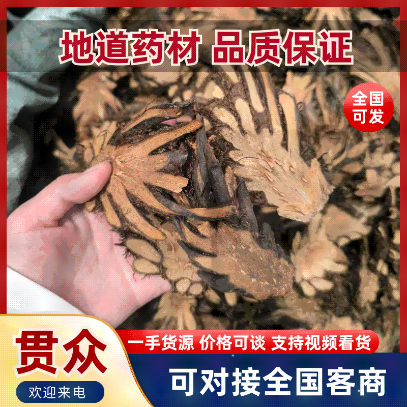 贯众中药材贯众优选选货常年加工批发价格