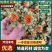 【实力】安徽优质红花果，精品红花，量大从优，欢迎电话联系
