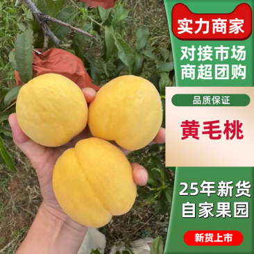 精品黄桃黄金蜜桃产地直发口感好价格优惠，大量供应电商市场