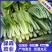 【推荐】山东快菜小青菜产地供货代办全国货源稳定