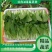 【精品】快菜小白菜根细均匀干净蔬菜青菜产地批发欢迎采购