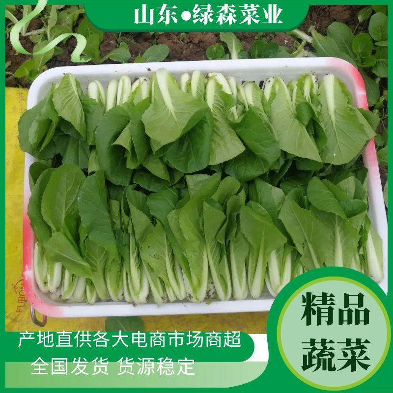 【精品】快菜小白菜根细均匀干净蔬菜青菜产地批发欢迎采购