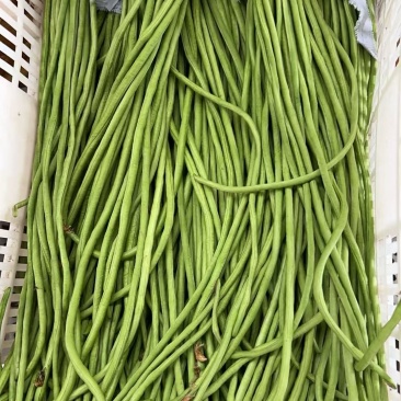 精品缸豆，长豆角，品质保证，价格优惠，产地直发，对接全国