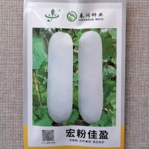 杂交高产粉皮冬瓜种子宏粉佳盈白皮大冬瓜种籽果实圆筒形