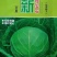 新绿宝石甘蓝种子叶球圆形深绿耐裂抗病高产绿包菜种