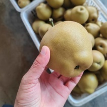 湖北宜城精品黄花梨产地直发口感好价格优惠对接全国市场