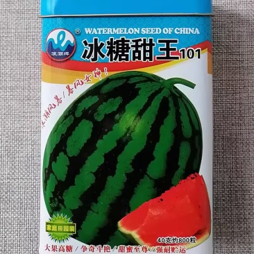 浪潮冰糖甜王西瓜种子大果高糖短椭圆绿花皮西瓜种籽酥脆香甜