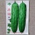 台湾翡翠苦瓜种子瓜码密肉厚台湾原种引进苦瓜早熟