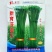 富生新育苔韭王种子韭苔种籽早发耐寒抗病高产叶苔兼用型苔韭