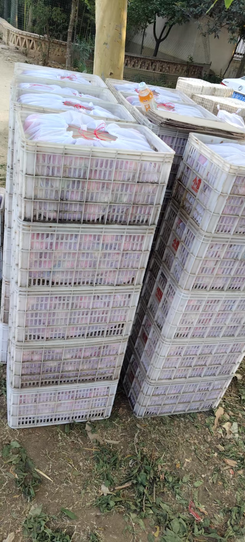 河南内乡精品油桃大量供应现摘现发品质保证欢迎来电