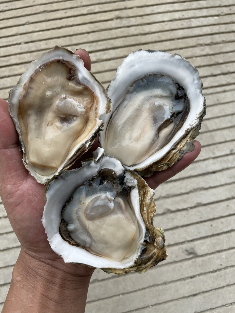 广东湛江优选大生蚝基地直供质量保证货源充足全国发货