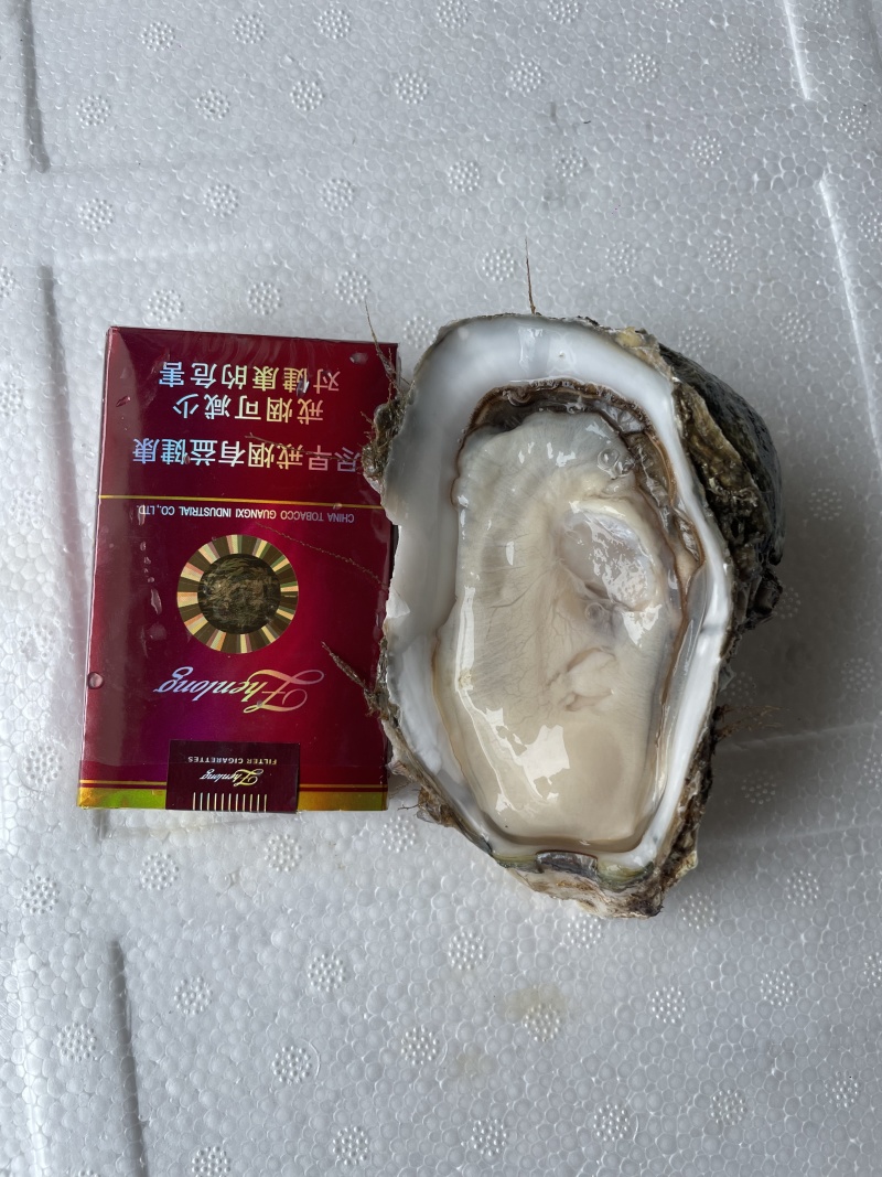 广东湛江优选大生蚝基地直供质量保证货源充足全国发货
