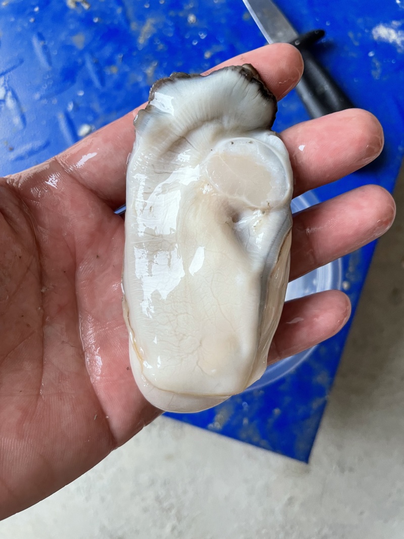 广东湛江优选大生蚝基地直供质量保证货源充足全国发货