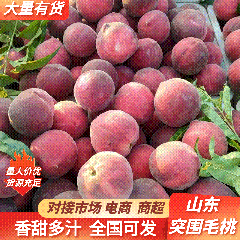 【千人回购】春雪桃/突围桃/山东毛桃/桃核分离/产地价美