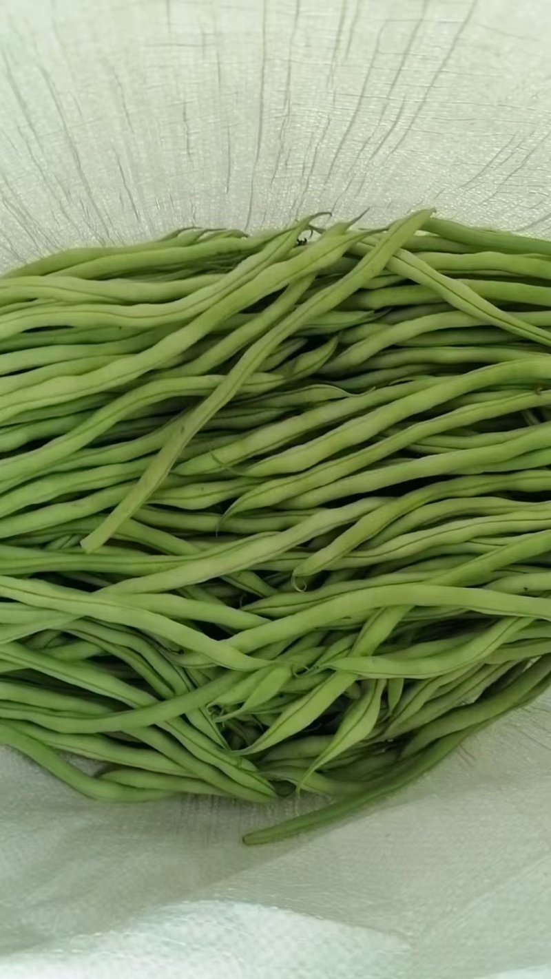 【四季豆】架豆王豆角基地直发供应全国市场电商商超