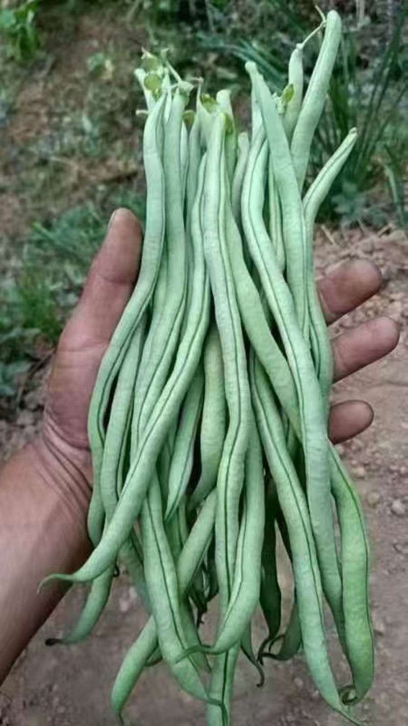 【四季豆】架豆王豆角基地直发供应全国市场电商商超