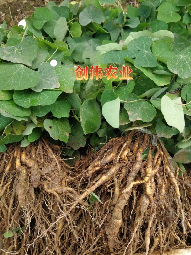 粉防己【防己】质量保证支持视频看货，可发往全国市场！